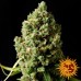 Pineapple Express - Barney's Farm